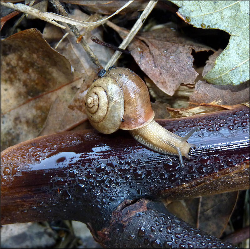 Bradybaena similaris (Férussac, 1821) Asian Tramp Snail